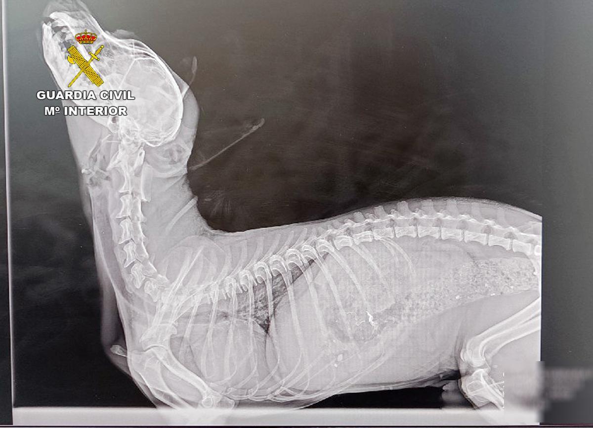 Radiografía del perro herido en la que se muestra la supuesta fractura cervical