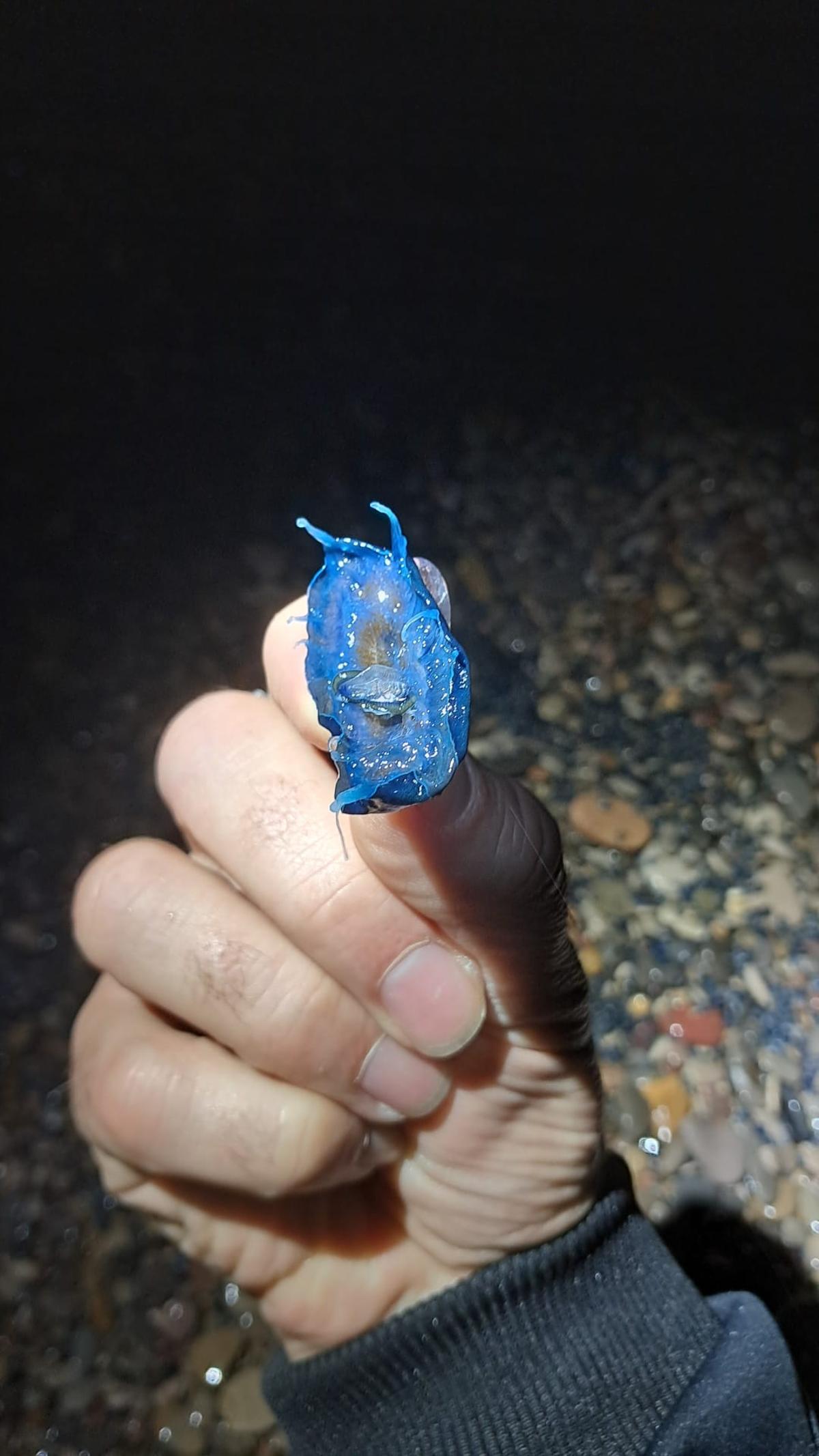 Imagen de una de estas medusas.