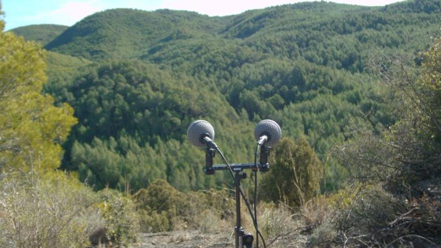 El IVAM lanza propuestas de arte moderno en pueblos de la Ruta 99. En ‘Higueras, espacio sonoro’, el artista Carlos Izquierdo graba sonidos naturales.