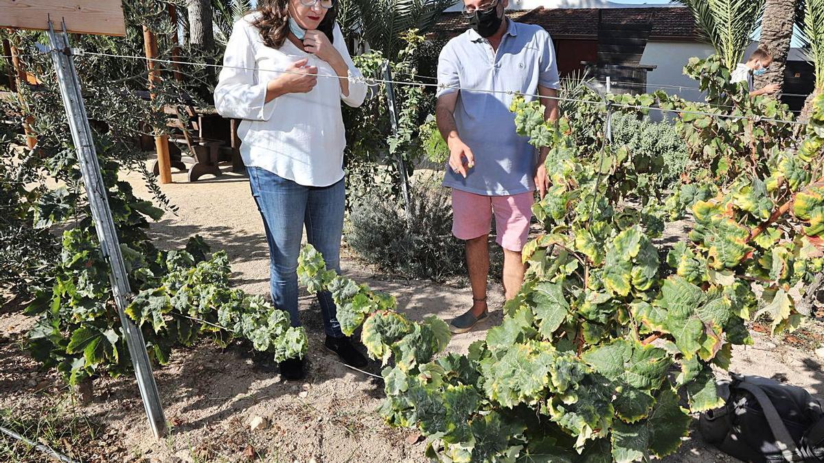 Mónica Oltra, acompañada por Esther Díez, durante su visita de ayer al Hort de Felip.  | ANTONIO AMORÓS