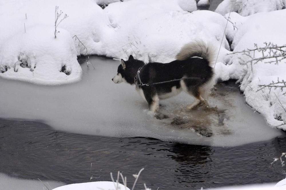 Asturias bajo el primer manto de nieve del año