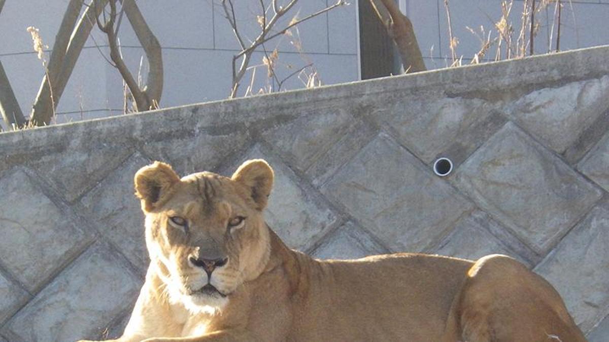 La muerte de tres leonas en un zoo de Japón en medio de altas temperaturas desata críticas