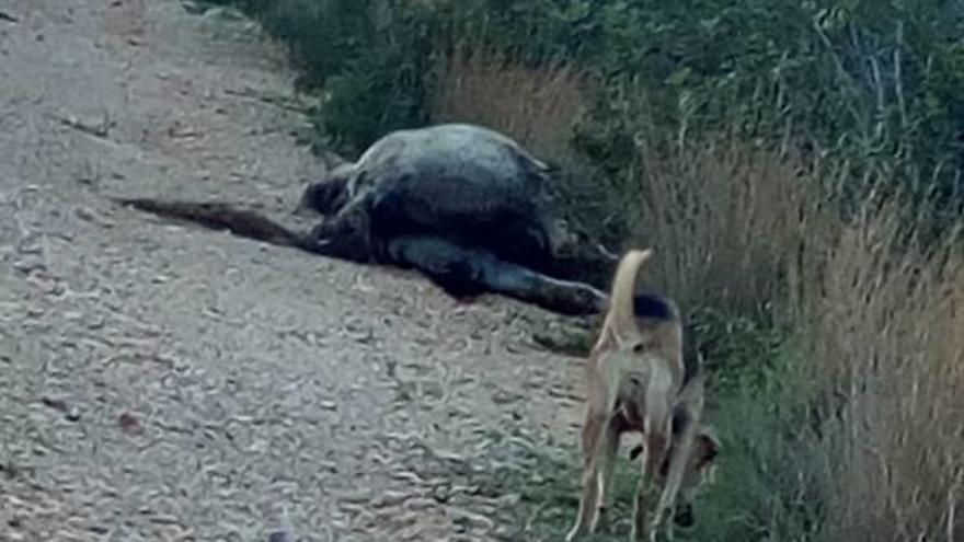 El cuerpo del caballo se encuentra en un camino rural.