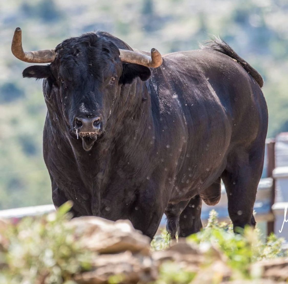 La ganadería Yerbabuena estará presente en Albocàsser con &#039;Fosforero&#039;.