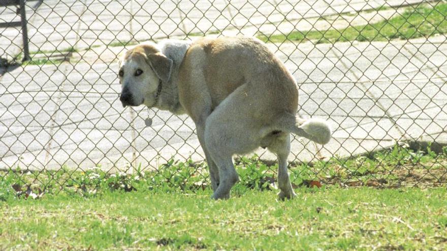 Un perro realiza sus necesidades en una zona pública de Palma.