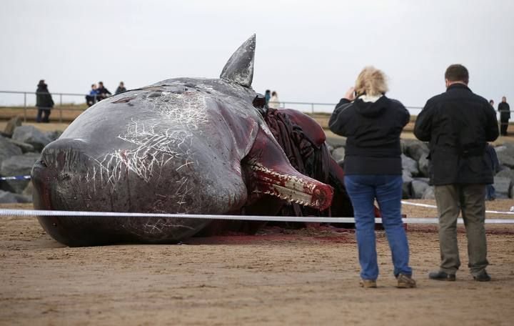 A sperm whale lies on the sand after being washed ashore at Skegness beach in Skegness,