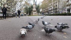 Palomas en el paseo Sant Joan, en Barcelona.