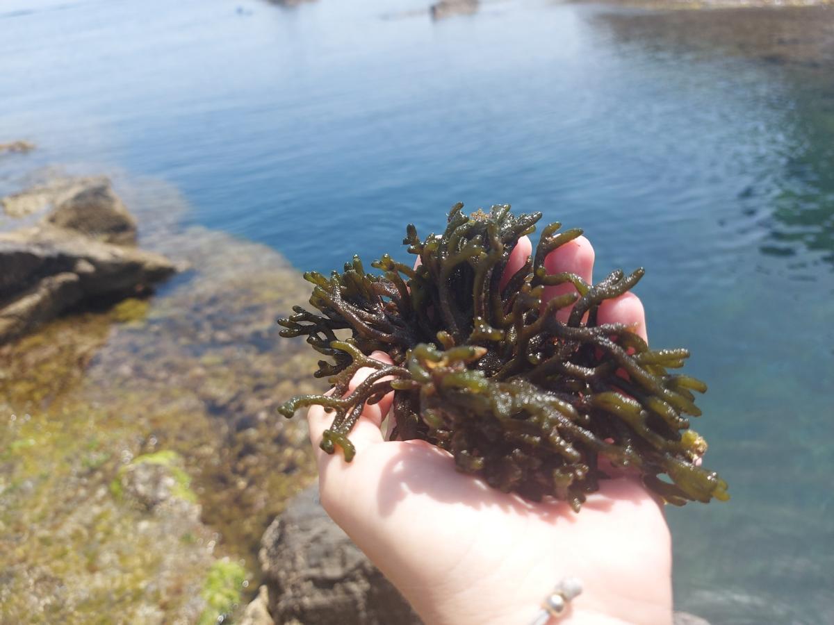 L'alga percebe (Codium), del Mediterrani.