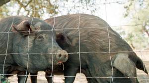 zentauroepp263977 efe  miguel vazquez 19 11 99 jabugo  efe andalucia  huelva2 180623111249