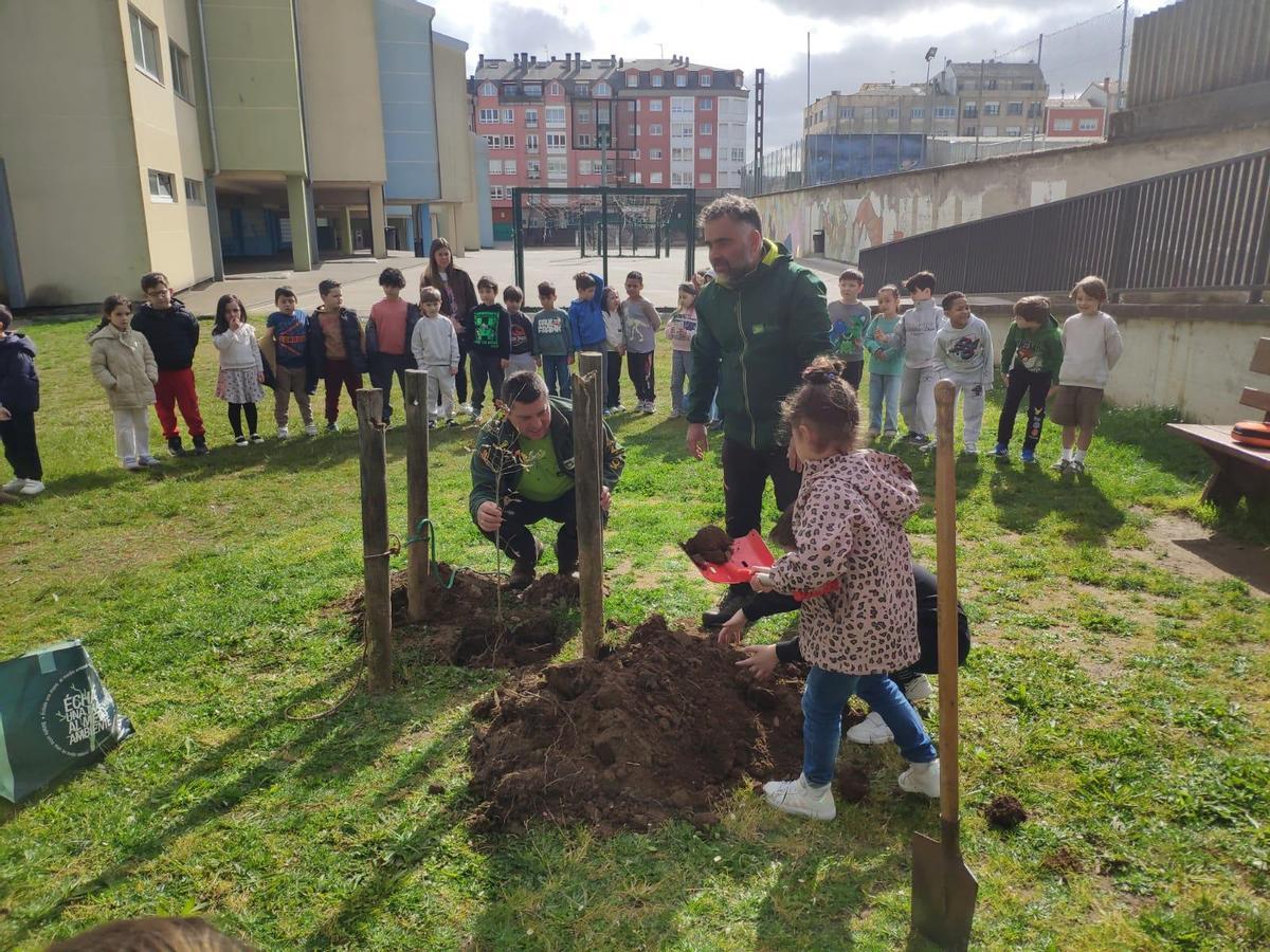 Escolares de Carballo plantando carballos no patio do colexio CEIP Fogar.