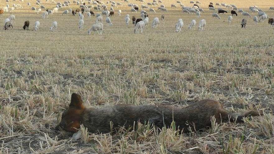 Lobo abatido por la Patrulla ante un rebaño de ovejas.