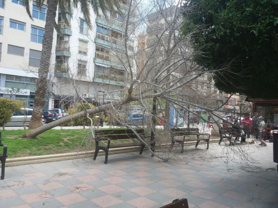 Caída de un árbol en el Parque de Benalúa en Alicante