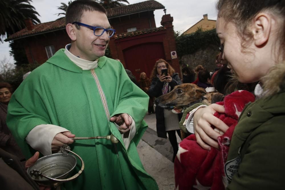 Celebración de la fiesta de San Antón en Avilés