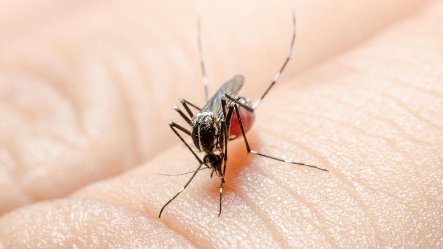Un mosquito a punto de picar a una persona en la mano.