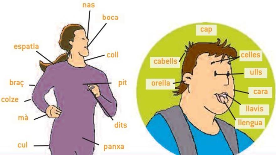 Illustrationen zum Thema Körper aus einem Bilderlexikon für Ausländer des Inselrats von Mallorca.