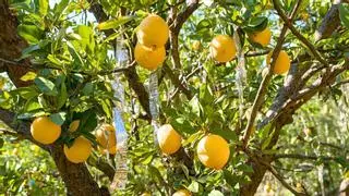 Por qué los jardineros recomiendan poner tiras de papel de aluminio en el limonero: para qué sirve y cómo usarlas
