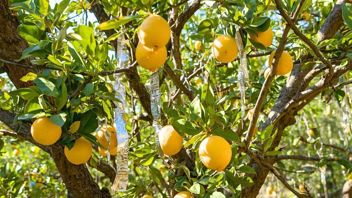 Por qué los jardineros recomiendan poner tiras de papel de aluminio en el limonero: para qué sirve y cómo usarlas