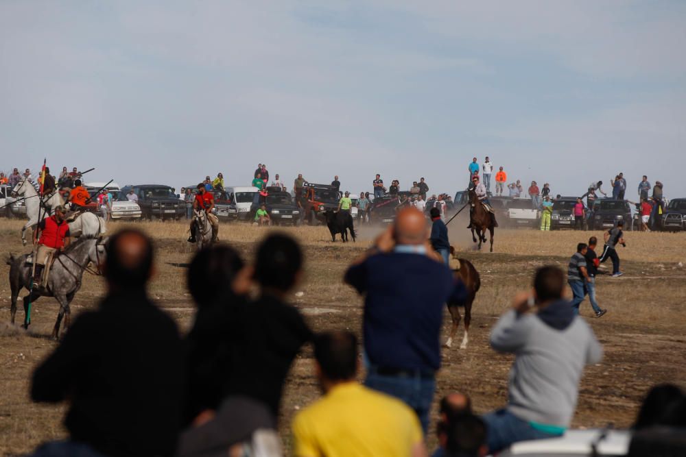 Encierro campero Pereruela