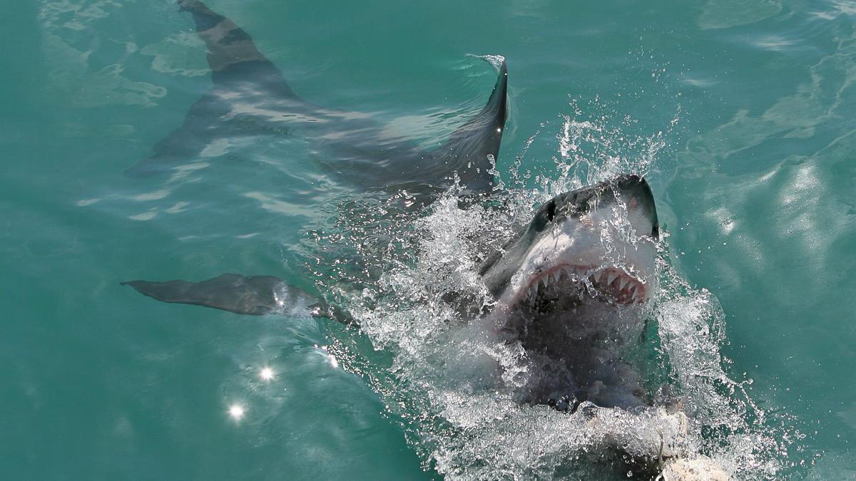 Las garrapatas son más peligrosas que los tiburones, afirman expertos en especies marinas