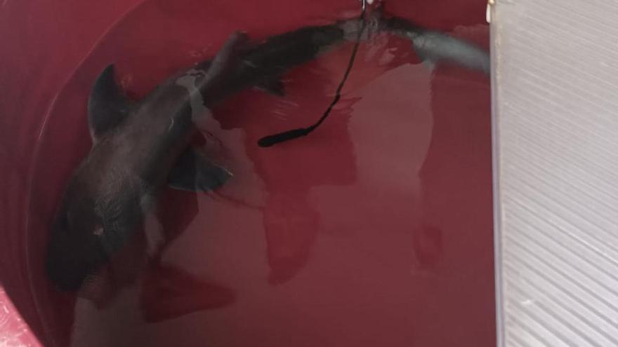 El Acuario recibe un tiburón musola donado por Santander