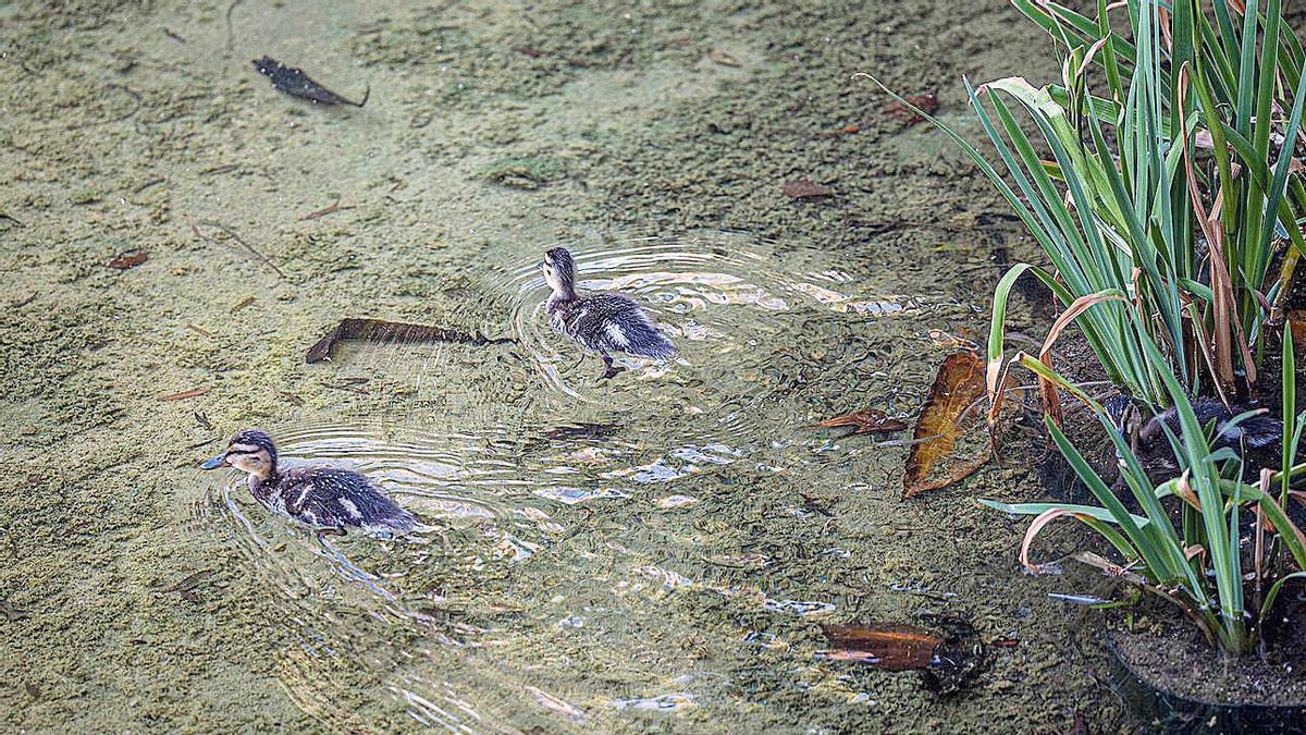 Dos de las crías de pato huérfanas nadan en el lago de la plaza Gaudí.