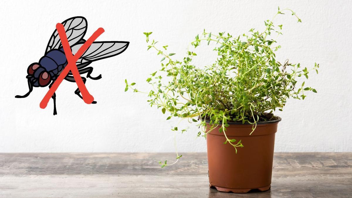 Sorpréndete con el poder de las plantas repelentes de moscas: una forma natural y eficaz de proteger tu hogar