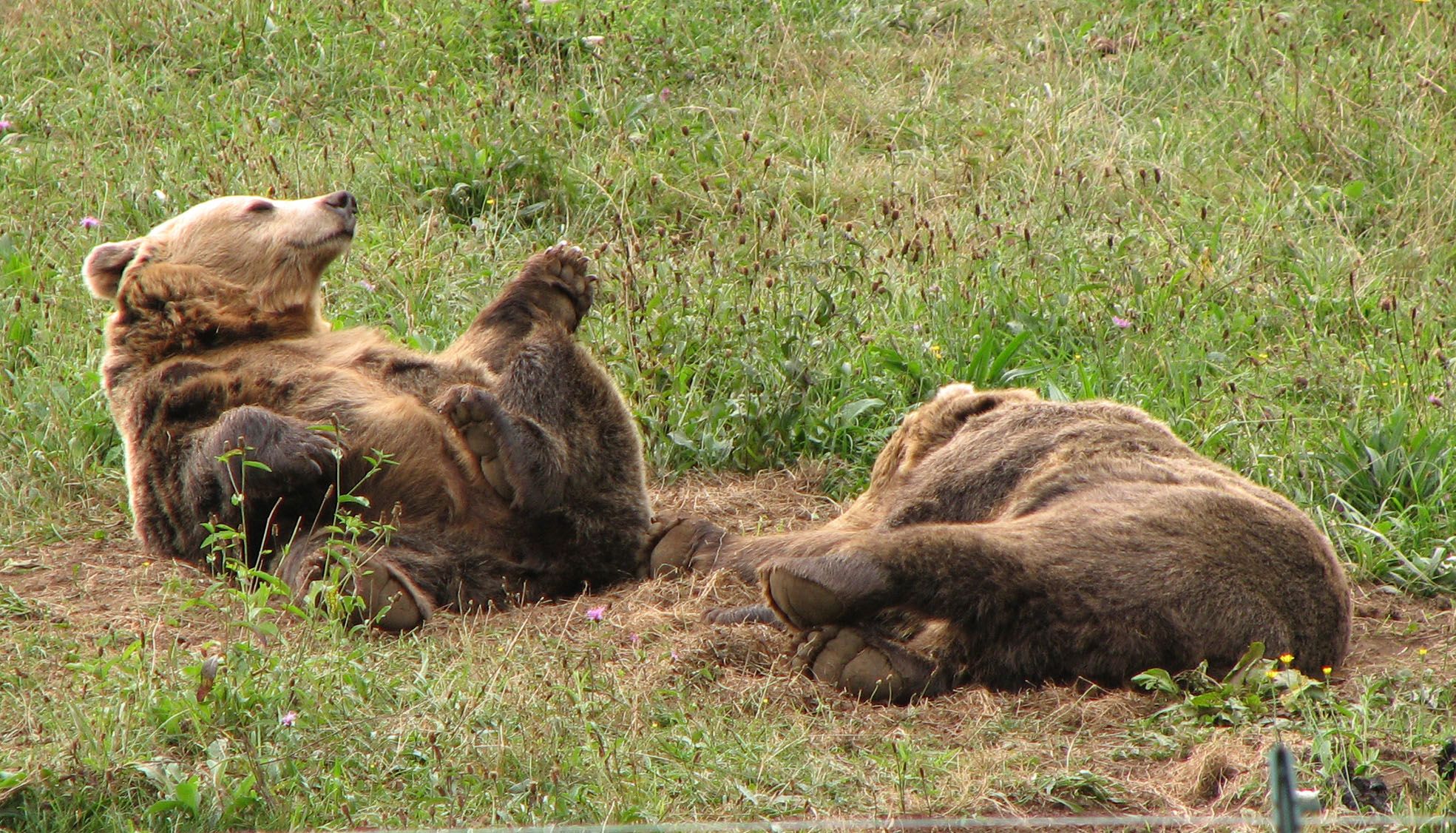 EN IMÁGENES: Así fue la vida de la osa "Paca" en el cercado de los Valles del Trubia