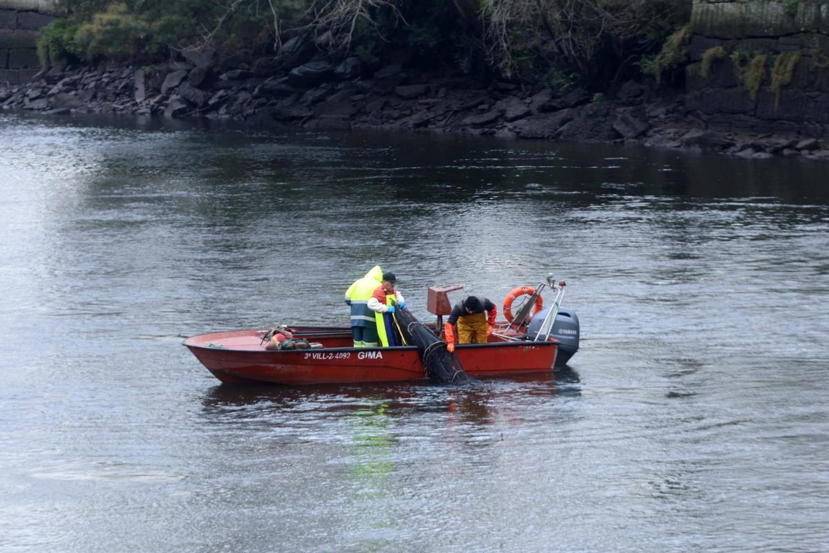 Así se pescan las primeras lampreas de la temporada.