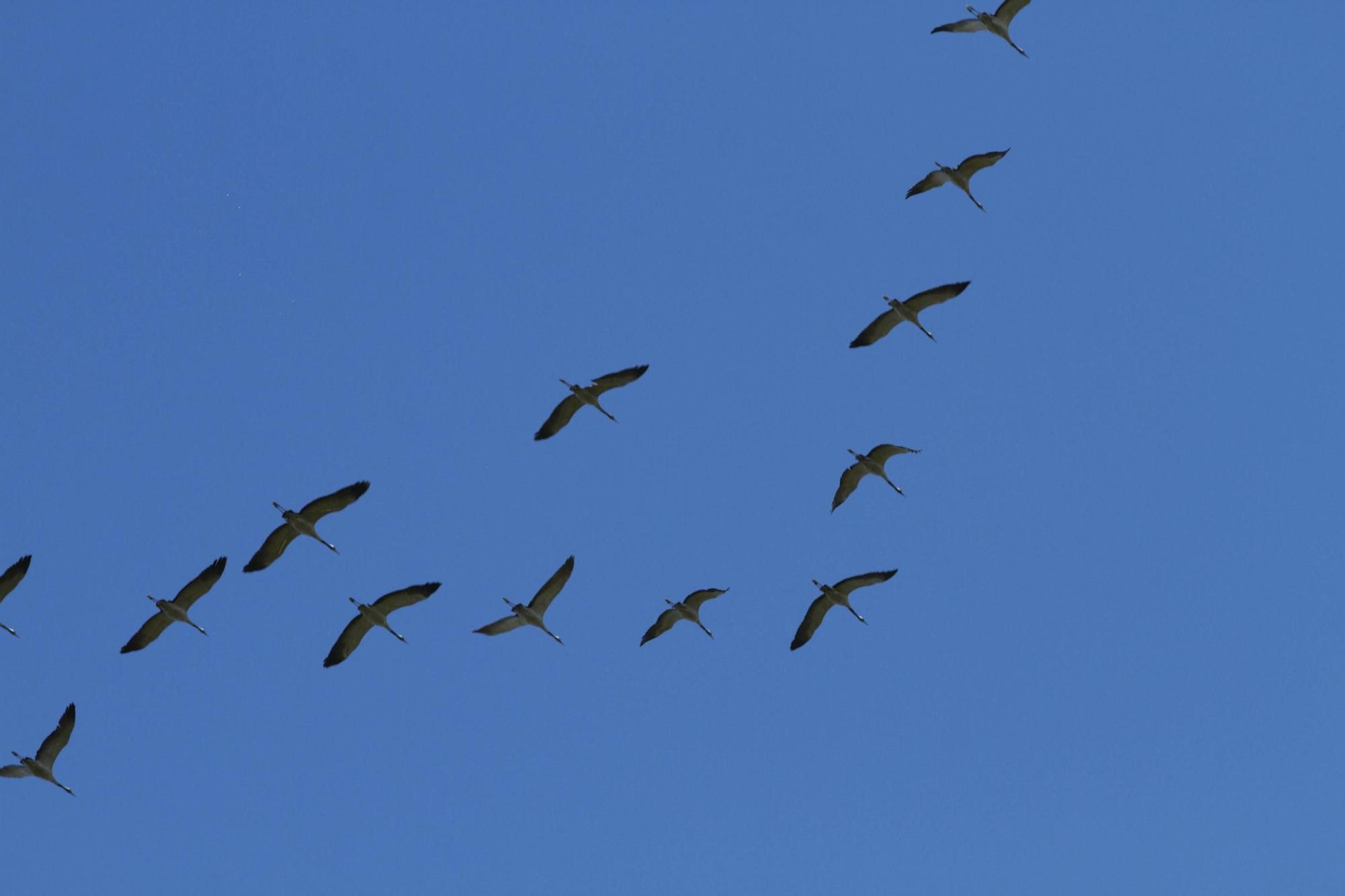 25.000 grullas levantan vuelo desde la alberca de Alboré