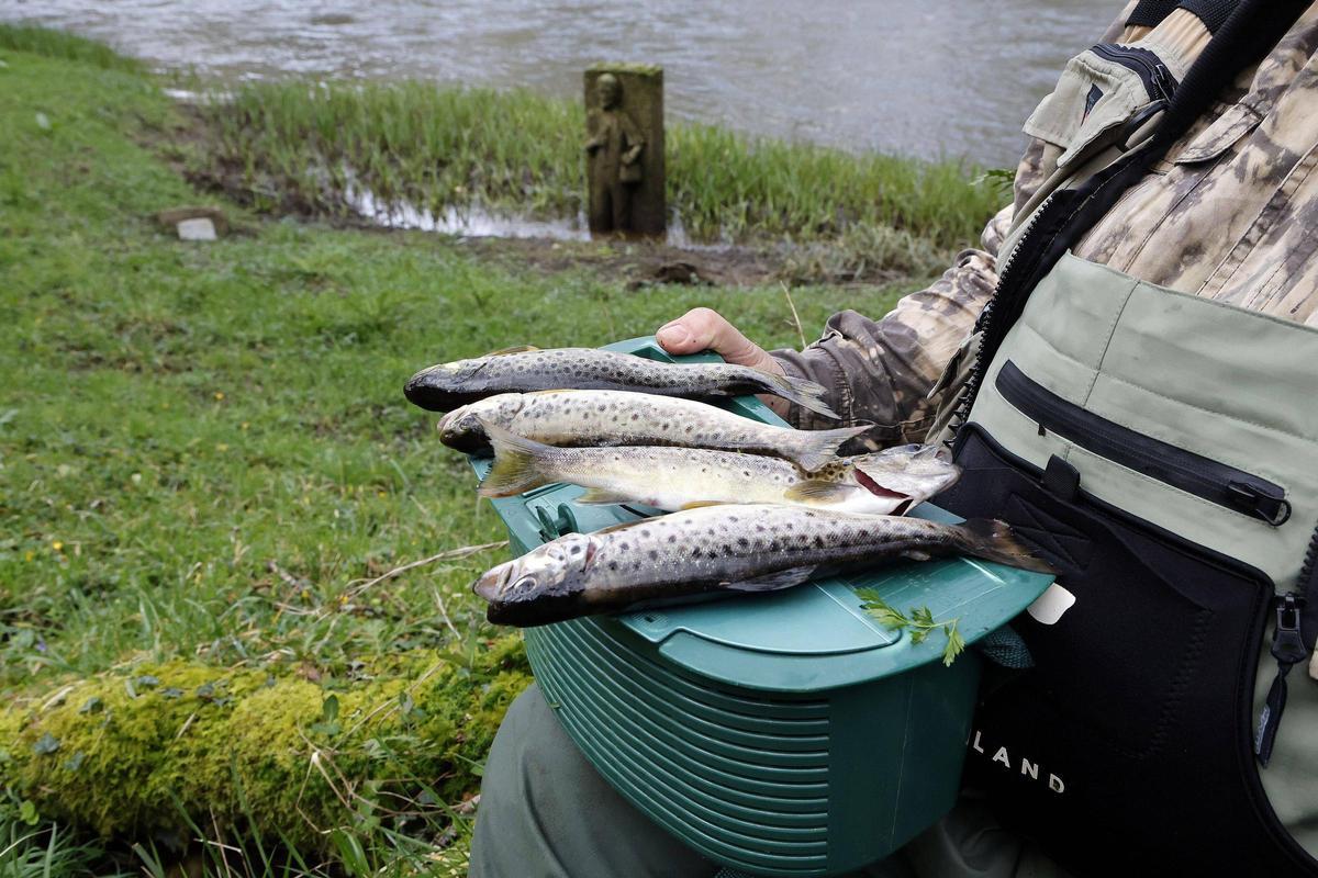 La pesca fluvial en Galicia arranca con 48.500 licencias en vigor