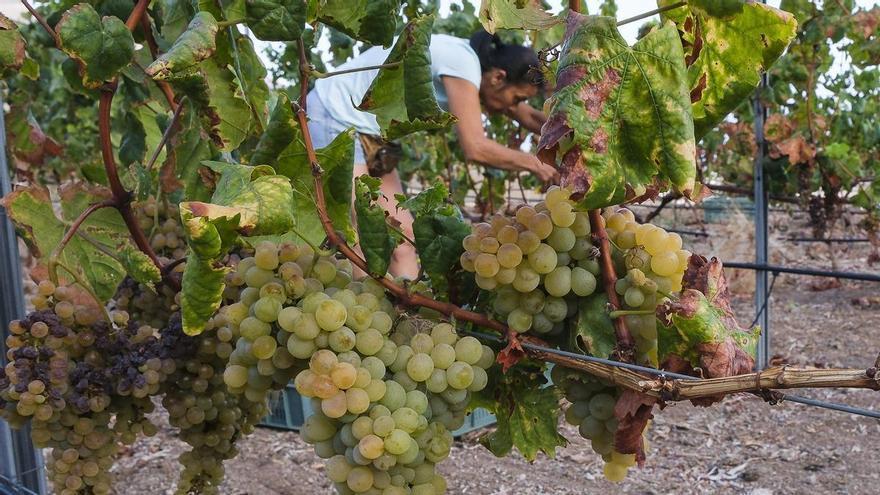 El fiasco de la última vendimia se come un 25% de la exportación de vino canario