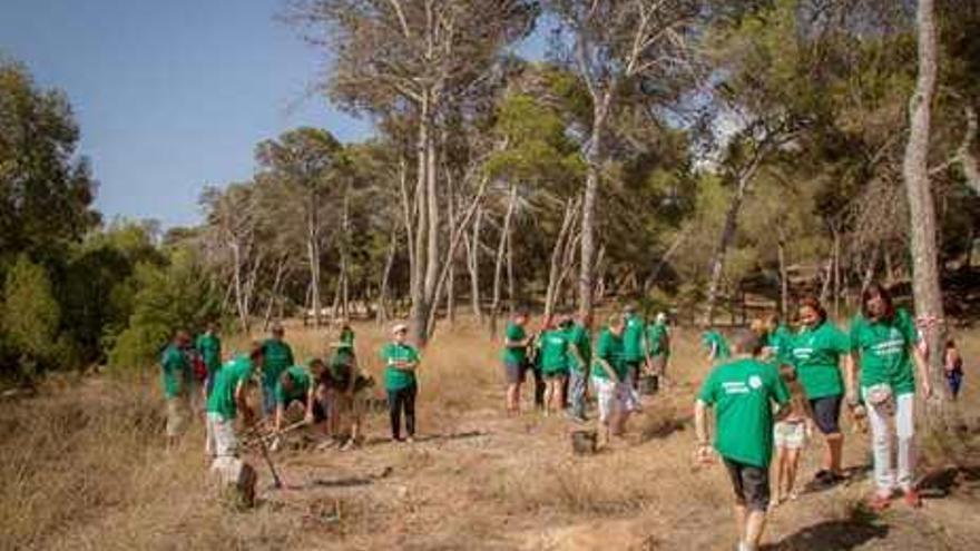 Una imagen de los voluntarios en la pinada.