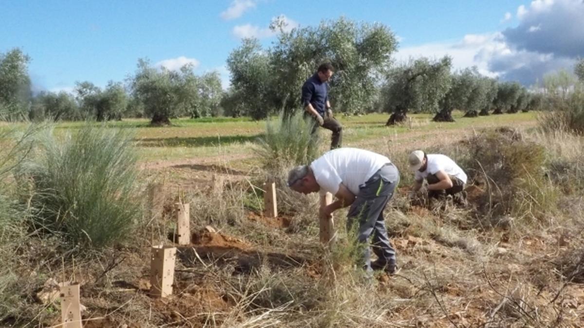 Olivares Vivos+ trabaja para recuperar la biodiversidad en una veintena de fincas