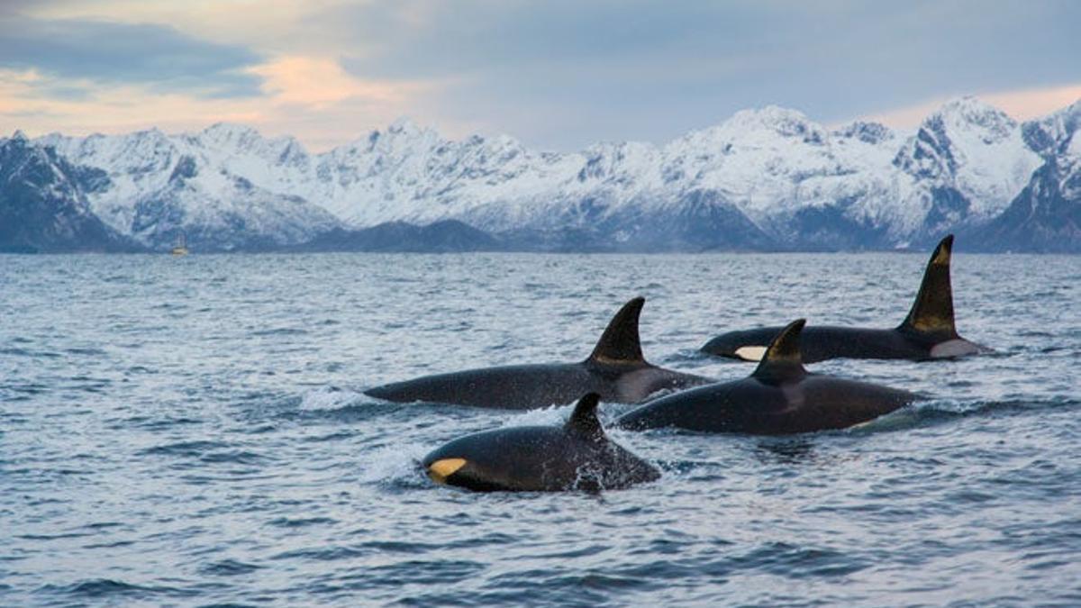 Las orcas de las Islas Lofoten