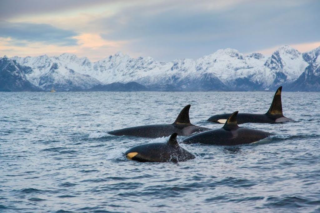 Orcas Lofoten