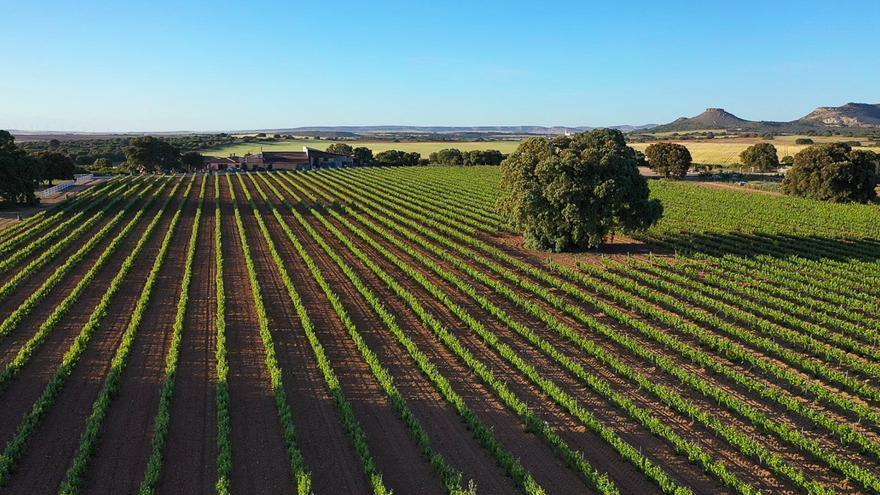 Viñedos de Finca Casalta