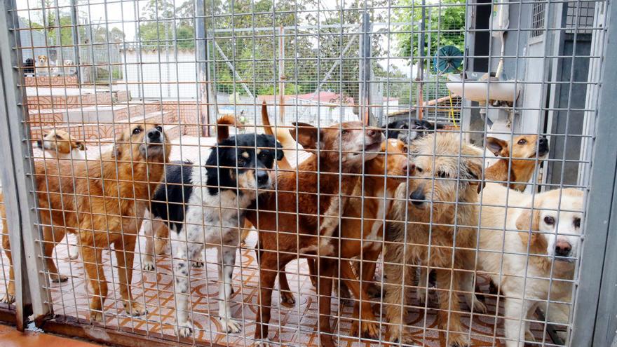 Porriño proyecta un refugio animal municipal en el polígono de A Granxa