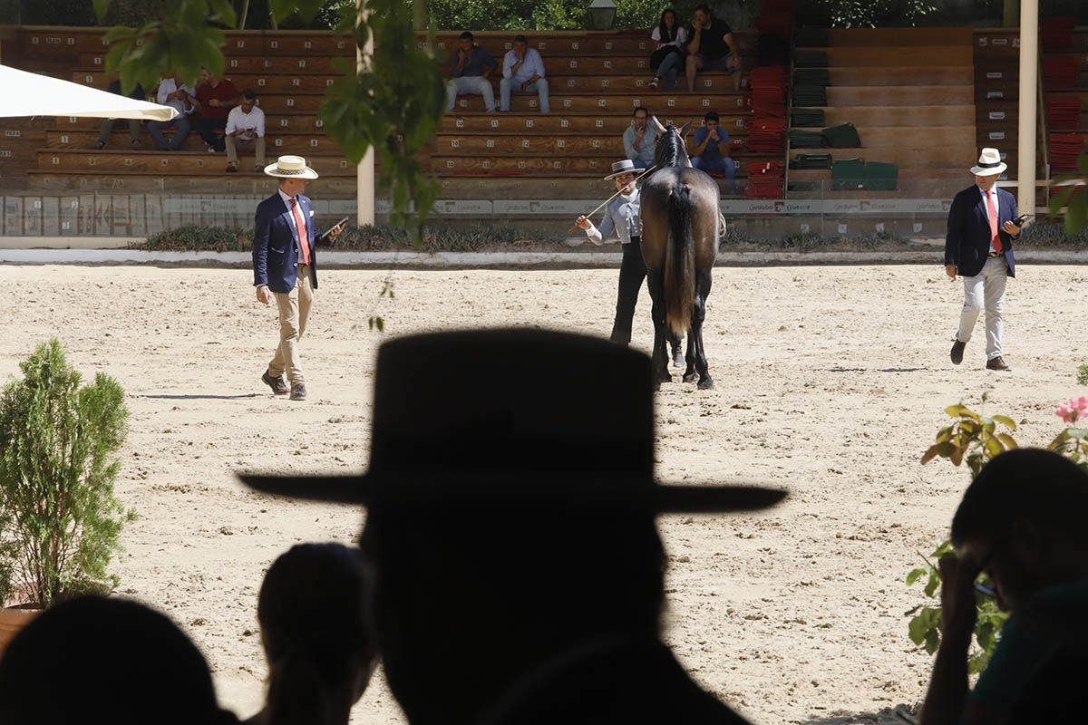 Concurso morfológico en Cabalcor