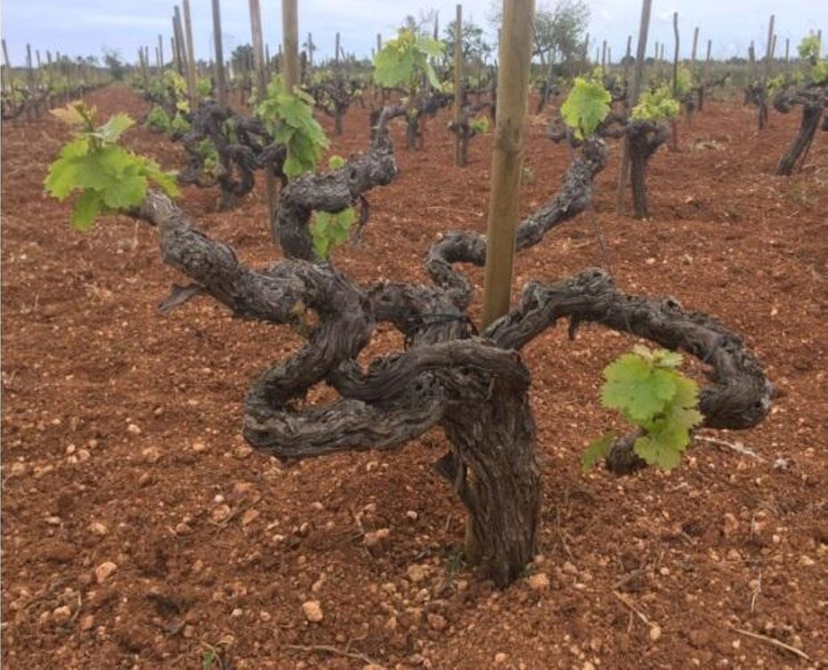 Can Majoral ofrece una amplia gama de vinos que reflejan tanto el potencial de las variedades autóctonas como la adaptación de cepas foráneas.
