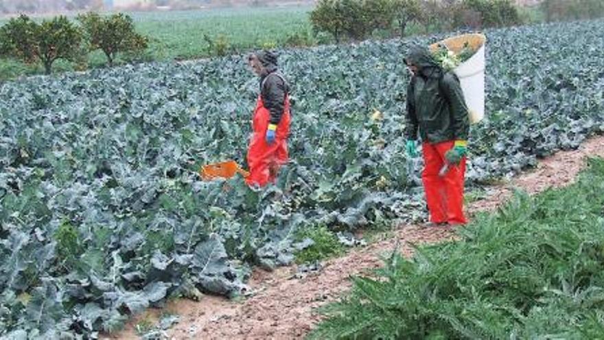 Dos agricultores, recolectando brócolis ayer en la huerta de Guardamar del Segura a pesar de la lluvia .