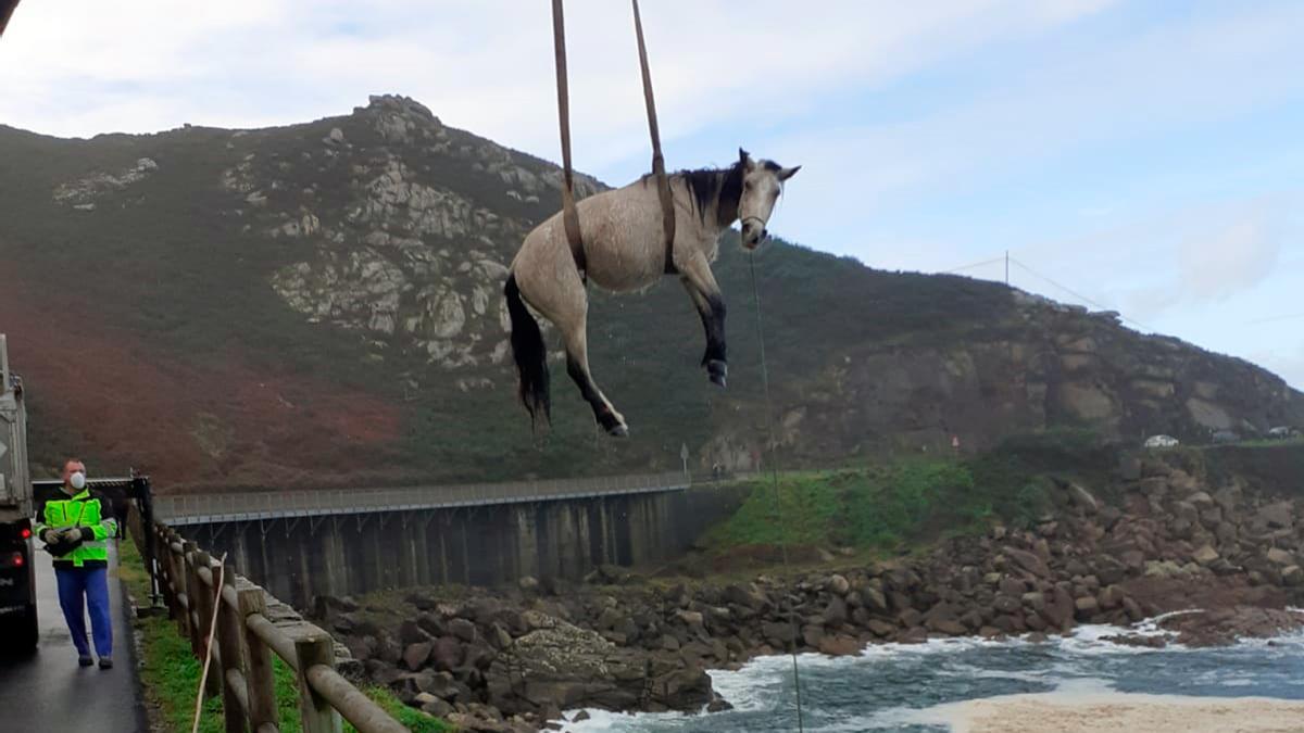 El caballo rescatado del mar en Baiona
