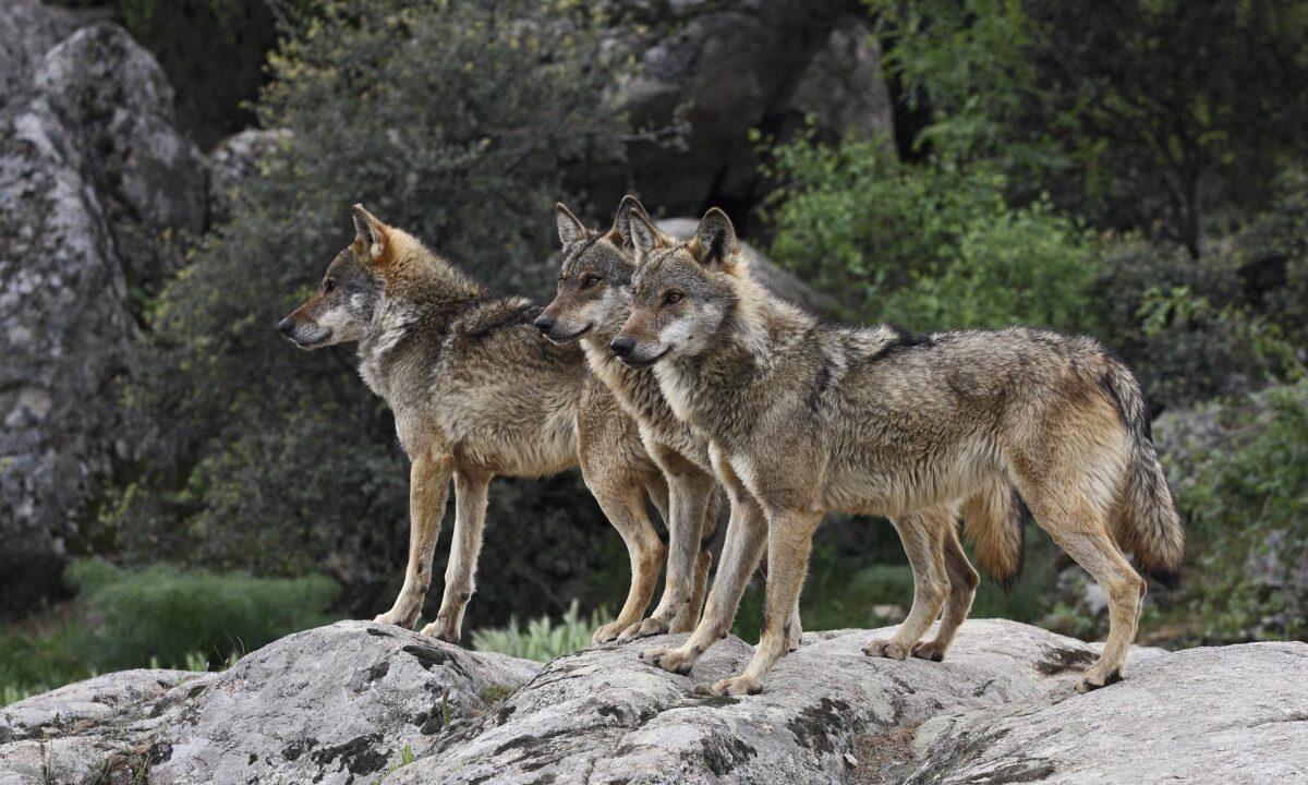 La caça del llop queda prohibida a Espanya a partir d’aquest dimecres