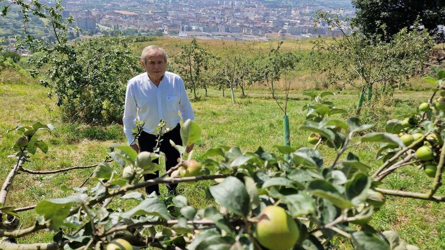 Una pomarada de 1.200 manzanos que sustituyó a eucaliptos frenó los incendios del Naranco