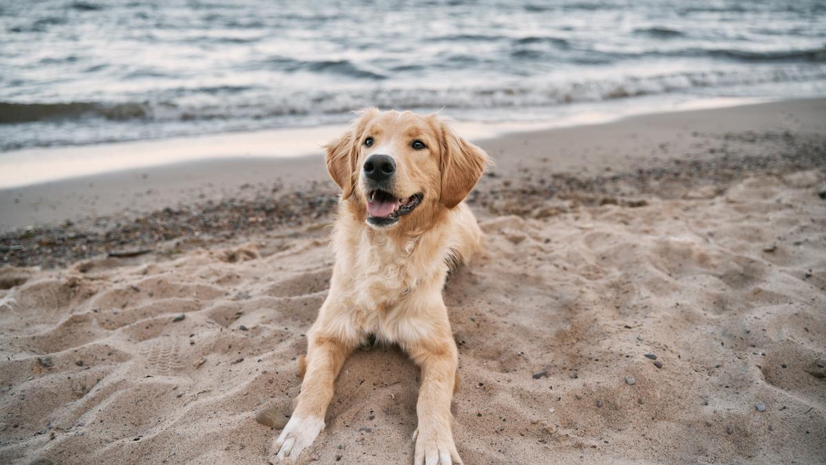 Un perro en la playa.