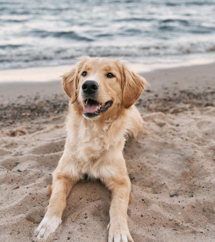 Verano perruno en Canarias: descubre las mejores playas para disfrutar con tu perro