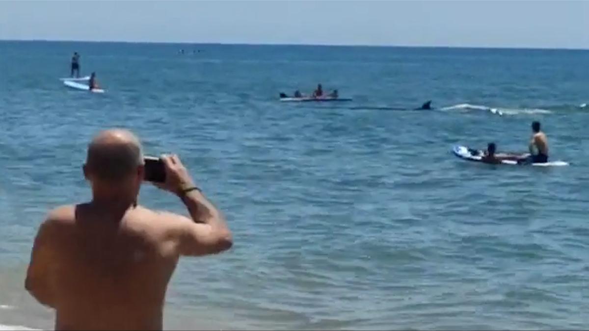 Un cetáceo sorprende a los bañistas de una playa de Huelva
