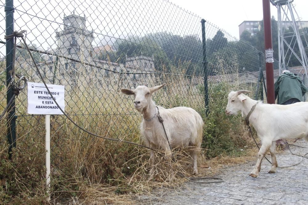 Cabras contra el abandono de la ETEA