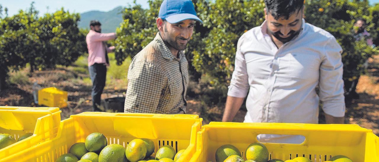 Un grupo de &#039;collidors&#039; trabaja a pie de campo en una finca citrícola de Betxí.