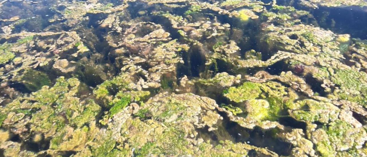 Proliferación de algas filamentosas frente a la costa de San Javier. | A.S.J.