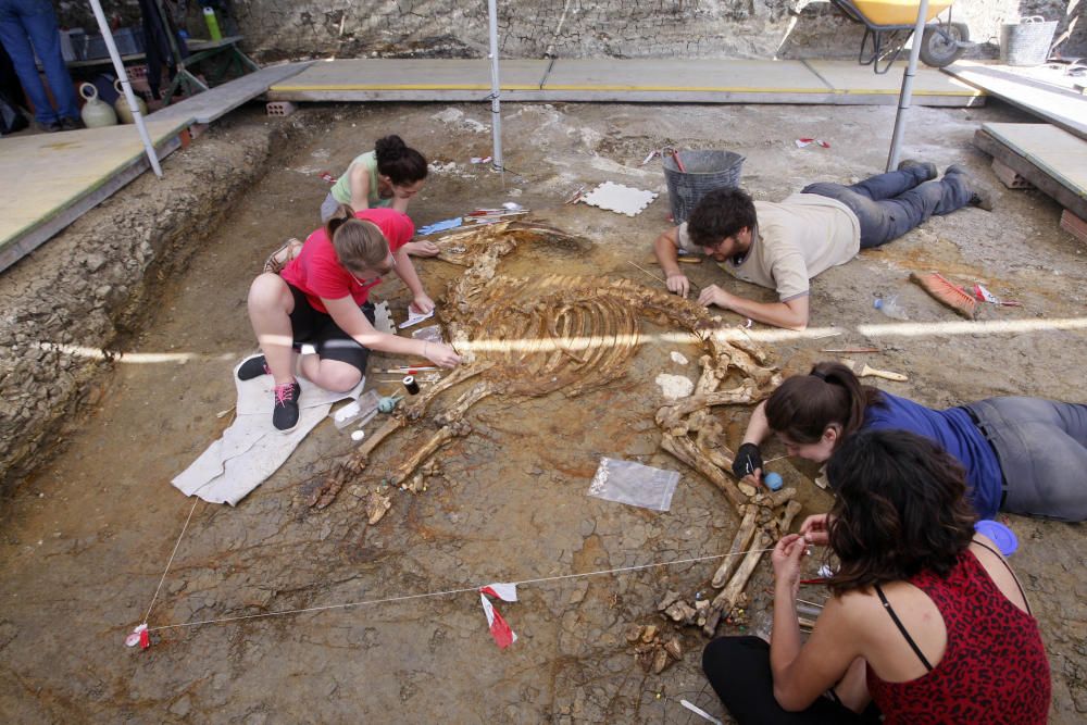Troben un nou esquelet de bòvid al Camp dels Ninots de Caldes